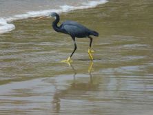 heronegret hunting for fish.jpg